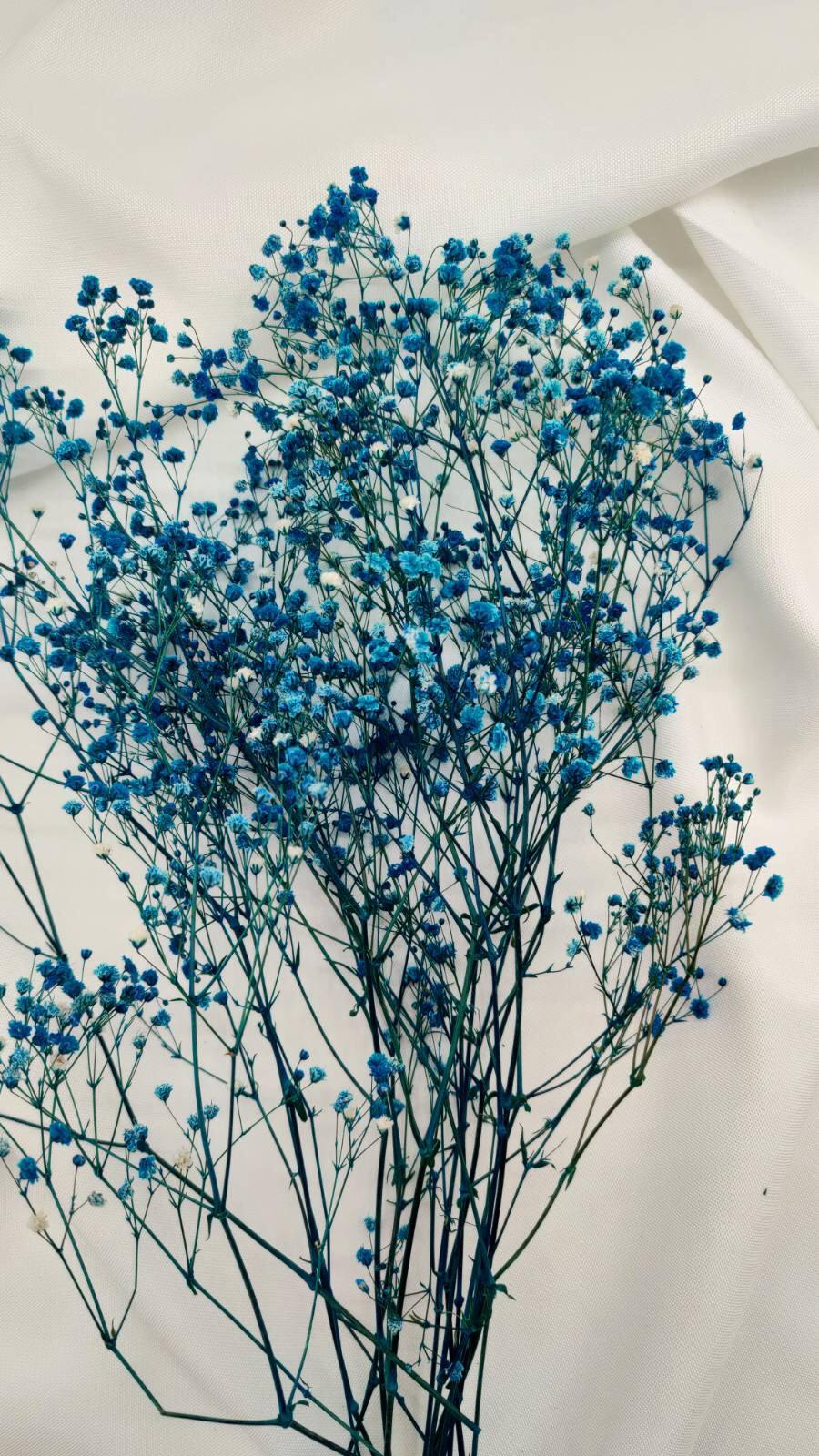 Blau (1 Bund) - www.Flower-Passion.com