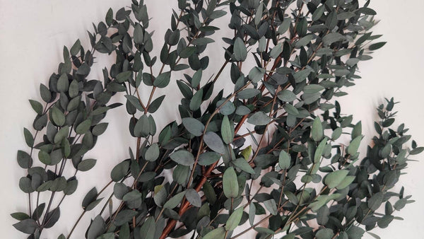 Eukalyptus Parvifolia | Grün (1 Bund)