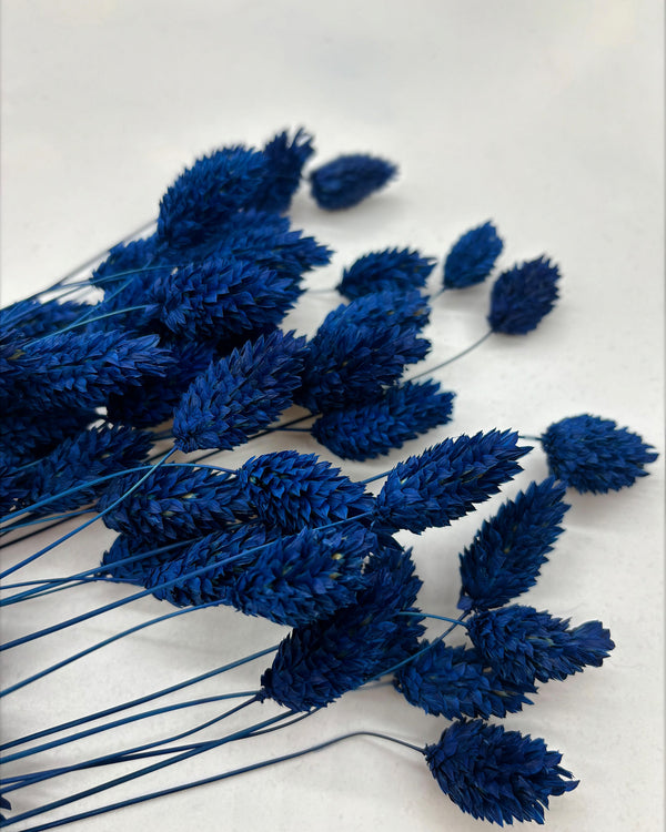 Phalaris Trockenblumen Extra Lang XXL Pack | Royal Blau (1 Bund)
