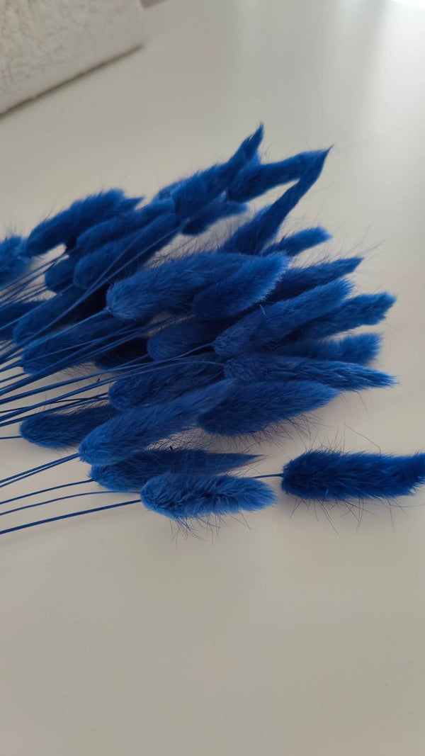 Lagurus Trockenblumen Extra Lang - XXL Pack | Marine Blau/ Royalblau (1 Bund)
