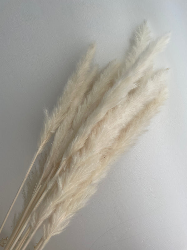 Fluffiges Pampasgras Mini in weiß - www.Flower-Passion.com