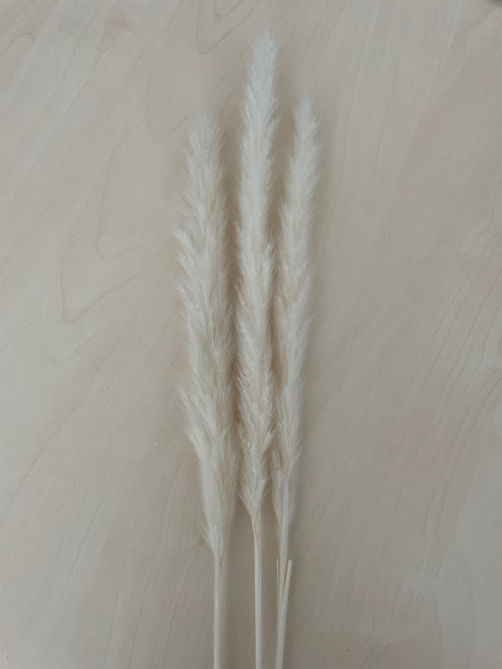 Fluffiges Pampasgras Mini in weiß - www.Flower-Passion.com