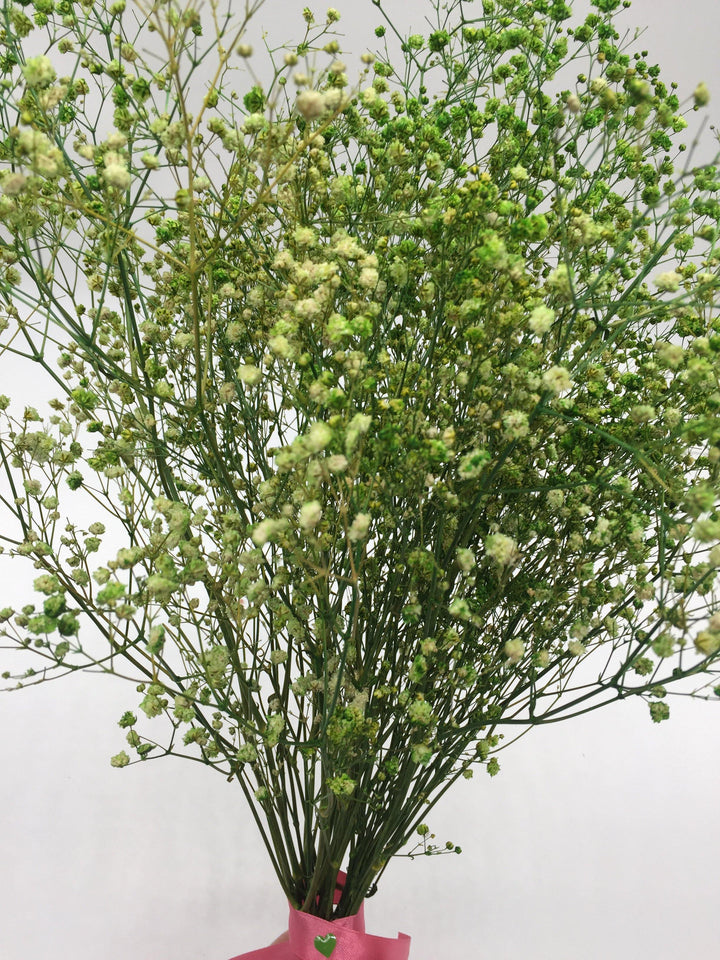 Schleierkraut Trockenblumen | Grün (1 Bund) - www.Flower-Passion.com