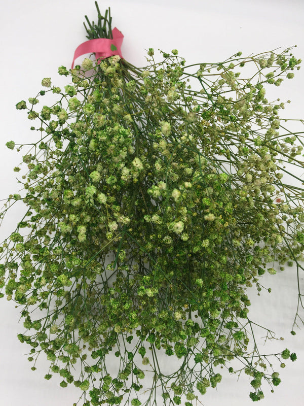 Schleierkraut Trockenblumen | Grün (1 Bund) - www.Flower-Passion.com