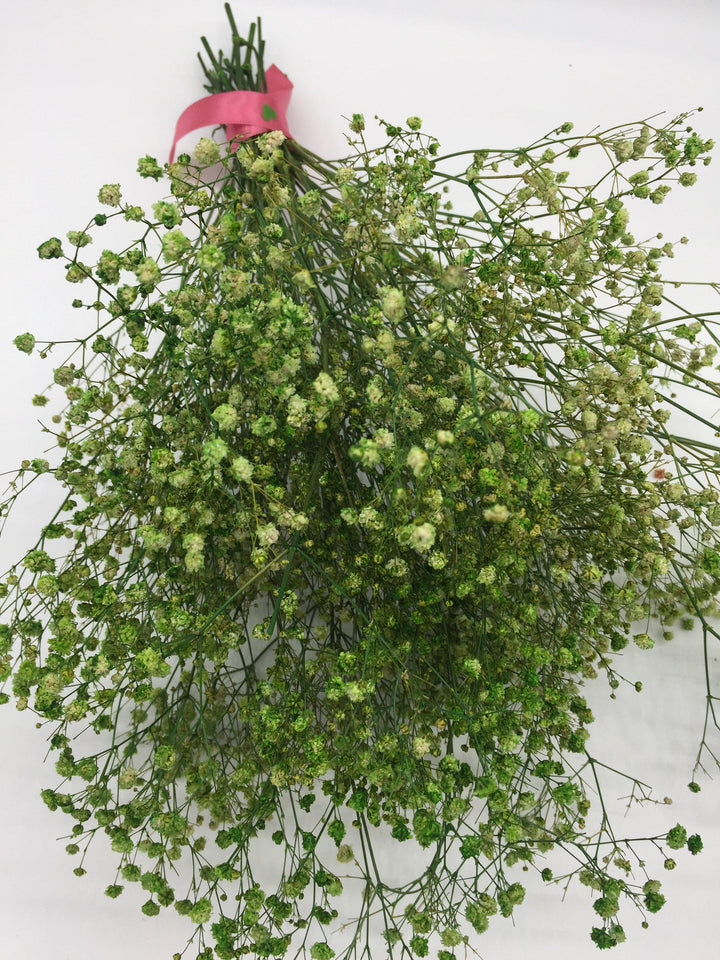 Schleierkraut Trockenblumen | Grün (1 Bund) - www.Flower-Passion.com