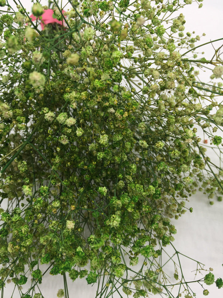 Schleierkraut Trockenblumen | Grün (1 Bund) - www.Flower-Passion.com