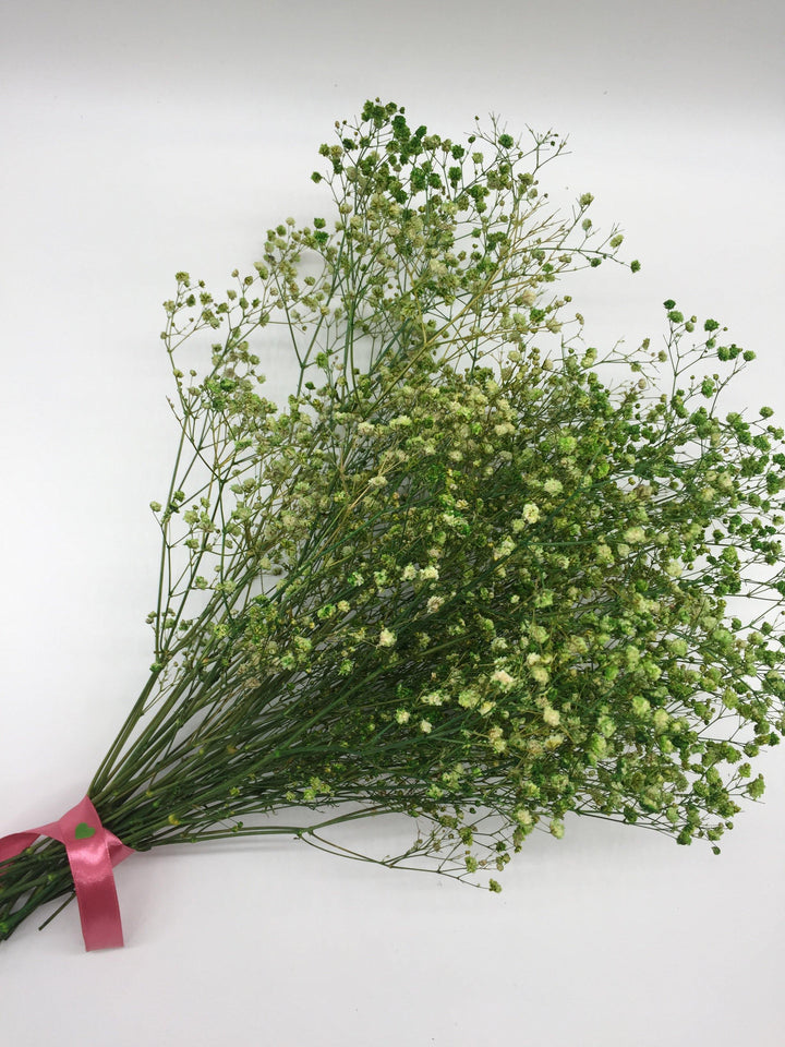 Schleierkraut Trockenblumen | Grün (1 Bund) - www.Flower-Passion.com