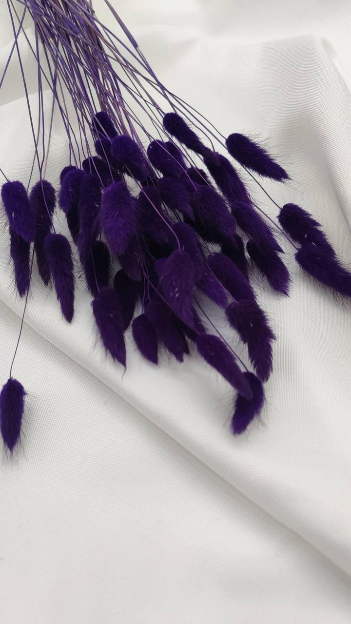 Lagurus Trockenblumen Extra Lang | Lila (1 Bund) - www.Flower-Passion.com