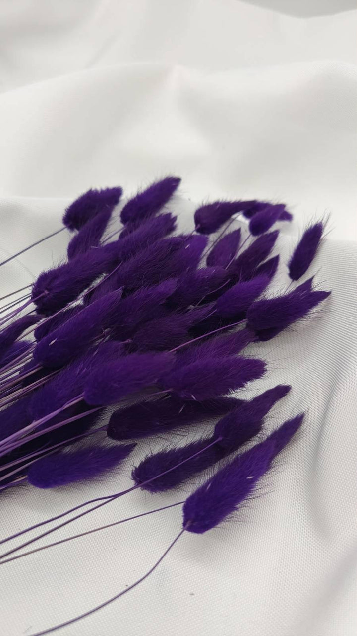 Lagurus Trockenblumen Extra Lang | Lila (1 Bund) - www.Flower-Passion.com