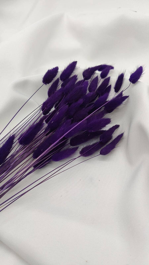 Lagurus Trockenblumen Extra Lang | Lila (1 Bund) - www.Flower-Passion.com