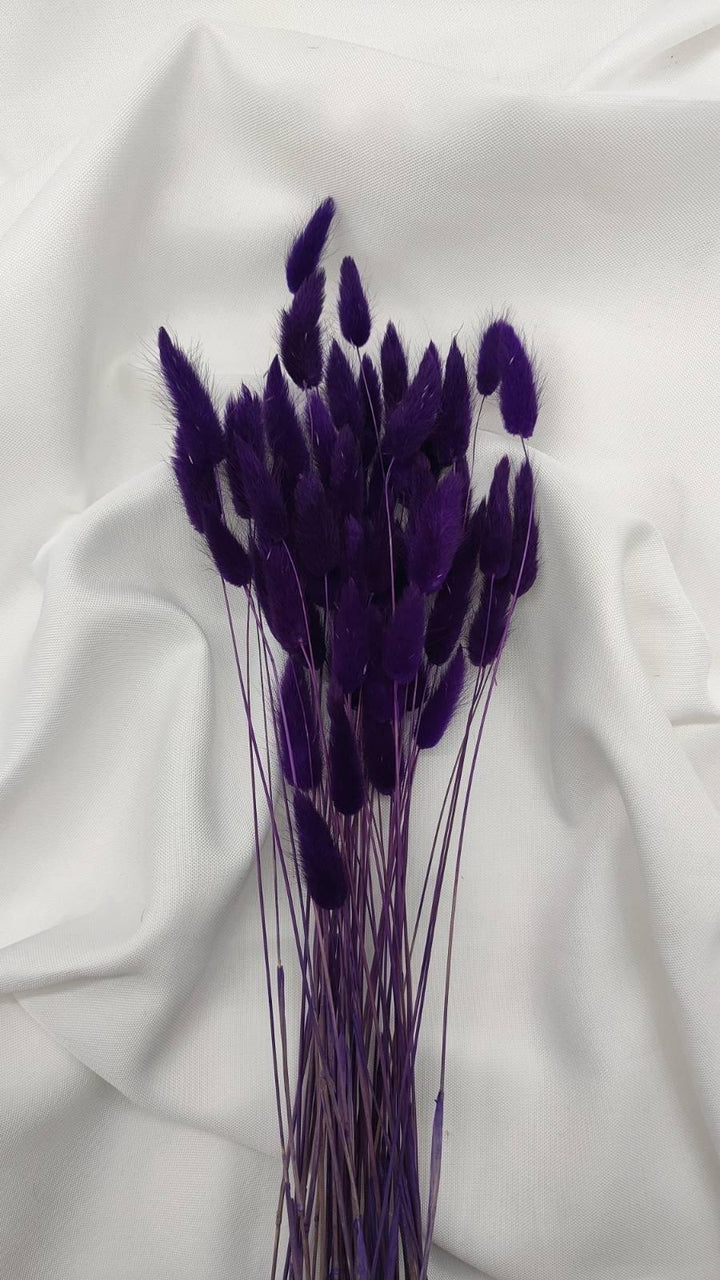 Lagurus Trockenblumen Extra Lang | Lila (1 Bund) - www.Flower-Passion.com