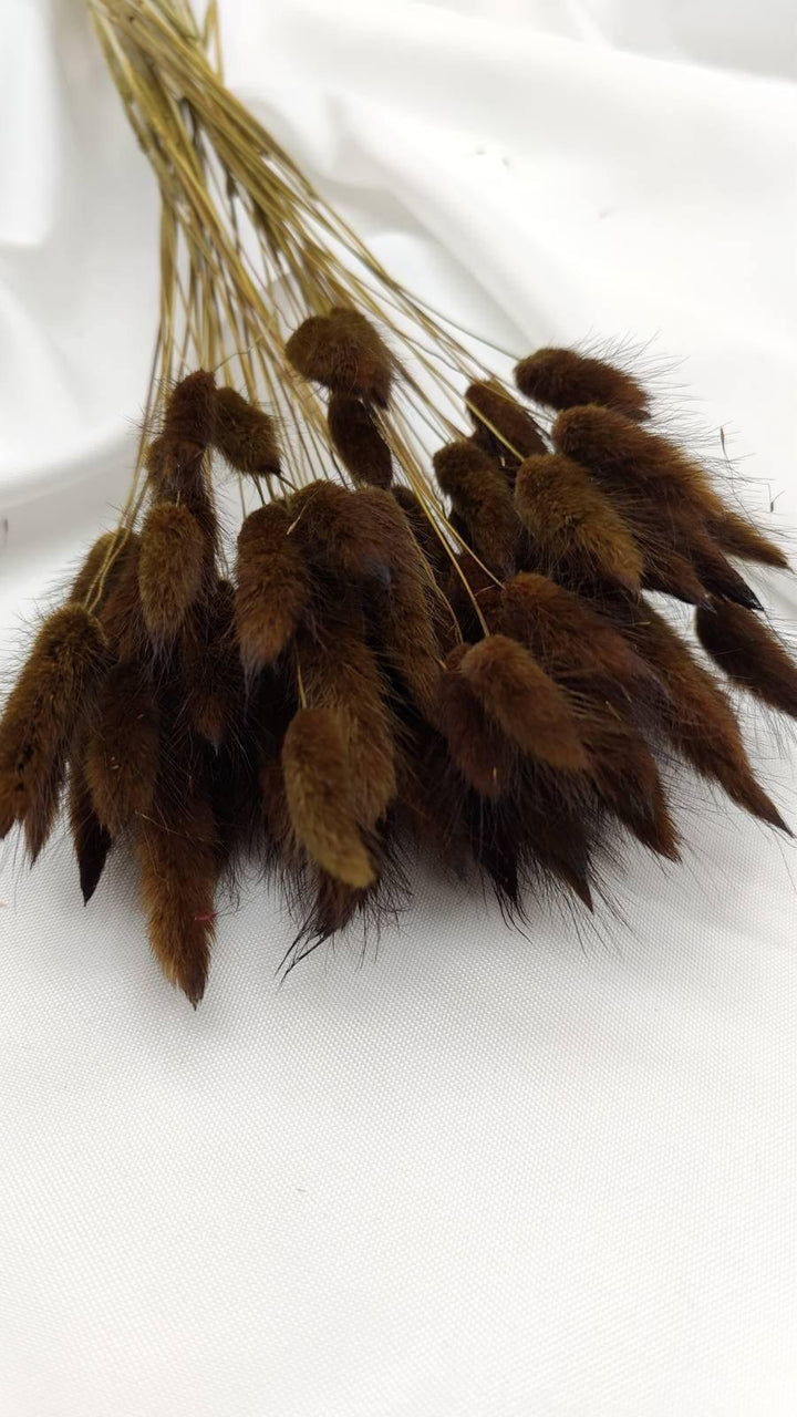 Lagurus Trockenblumen Extra Lang | Dunkel Braun (1 Bund) - www.Flower-Passion.com