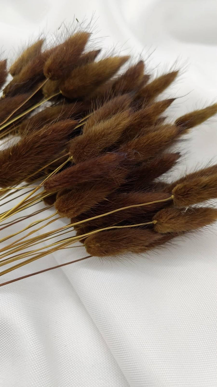 Lagurus Trockenblumen Extra Lang | Dunkel Braun (1 Bund) - www.Flower-Passion.com