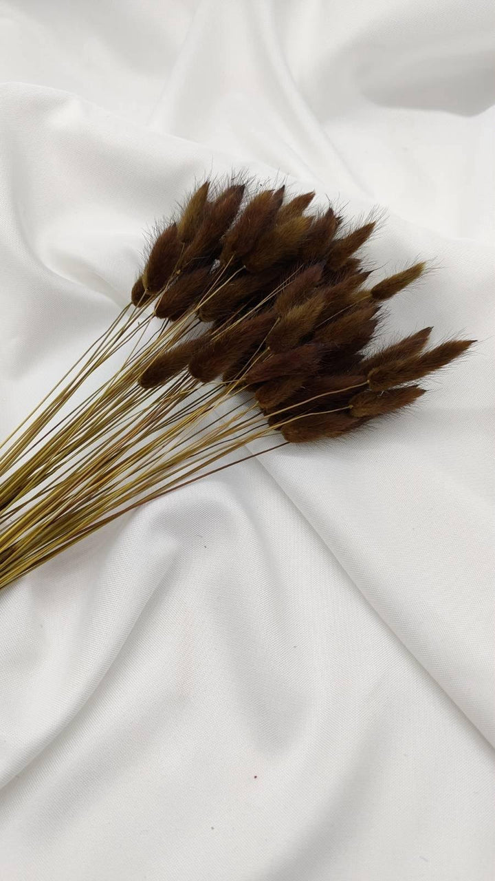 Lagurus Trockenblumen Extra Lang | Dunkel Braun (1 Bund) - www.Flower-Passion.com