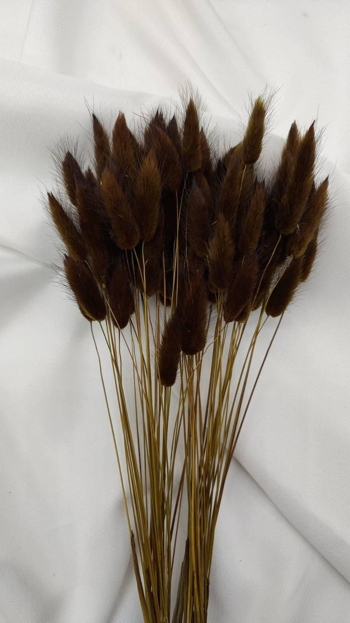 Lagurus Trockenblumen Extra Lang | Dunkel Braun (1 Bund) - www.Flower-Passion.com