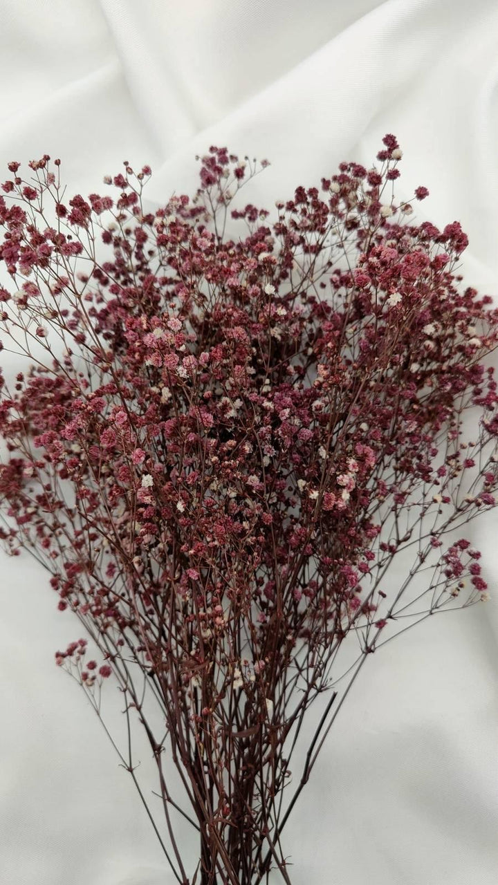 Schleierkraut Trockenblumen | Dunkel Violett (1 Bund) - www.Flower-Passion.com