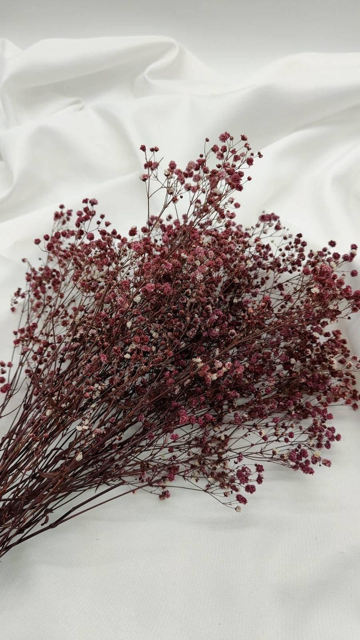 Schleierkraut Trockenblumen | Dunkel Violett (1 Bund) - www.Flower-Passion.com