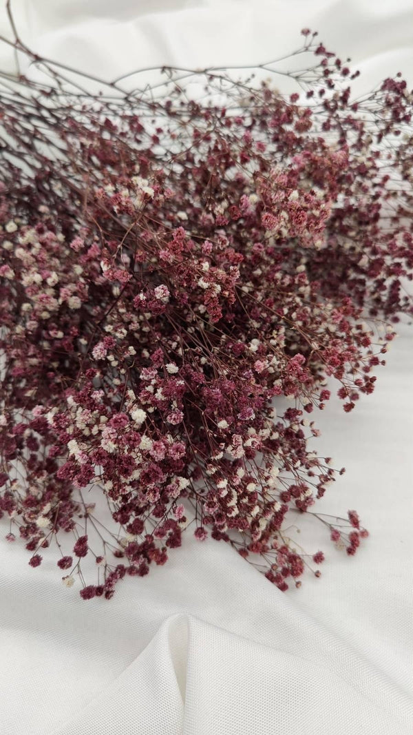 Schleierkraut Trockenblumen | Dunkel Violett (1 Bund) - www.Flower-Passion.com