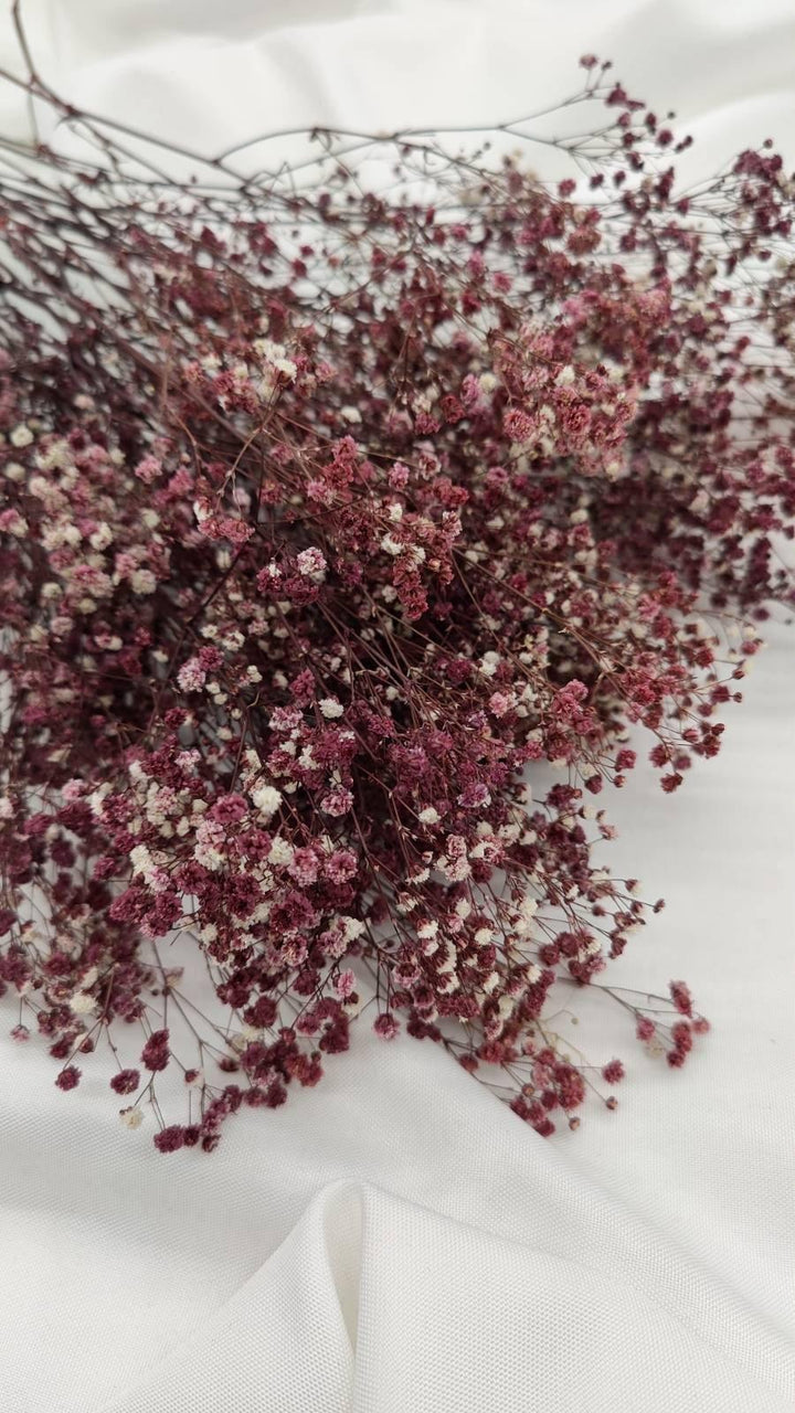 Schleierkraut Trockenblumen | Dunkel Violett (1 Bund) - www.Flower-Passion.com