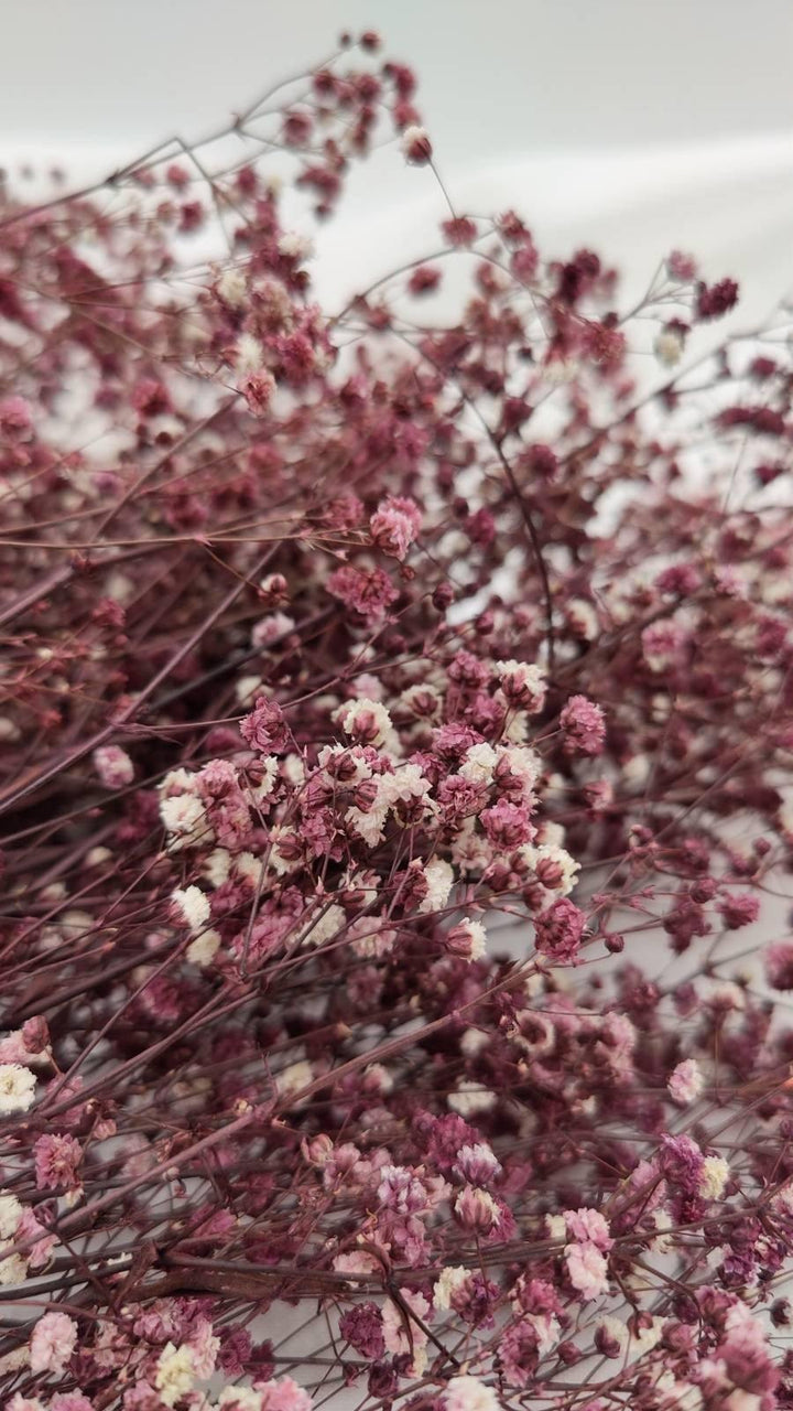 Schleierkraut Trockenblumen | Dunkel Violett (1 Bund) - www.Flower-Passion.com