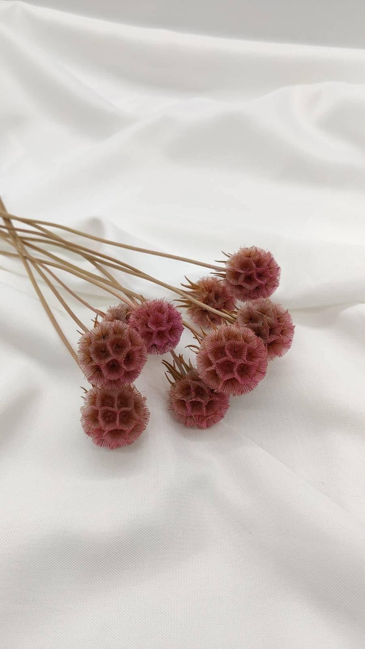 Scabiosa Blüten | Altrosa (1 Stiel) - www.Flower-Passion.com
