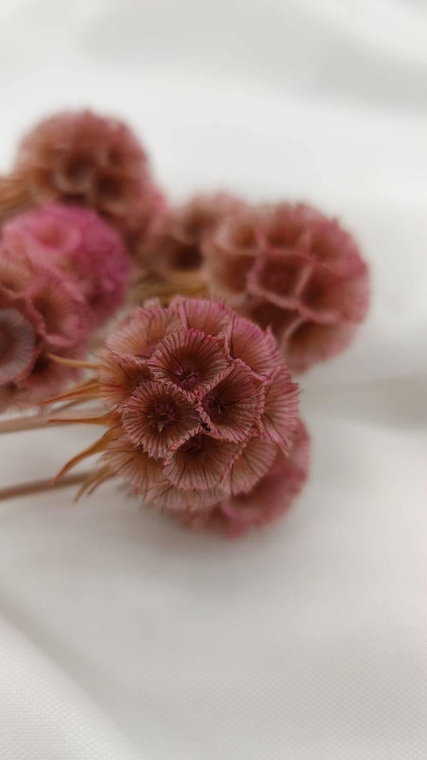 Scabiosa Blüten | Altrosa (1 Stiel) - www.Flower-Passion.com