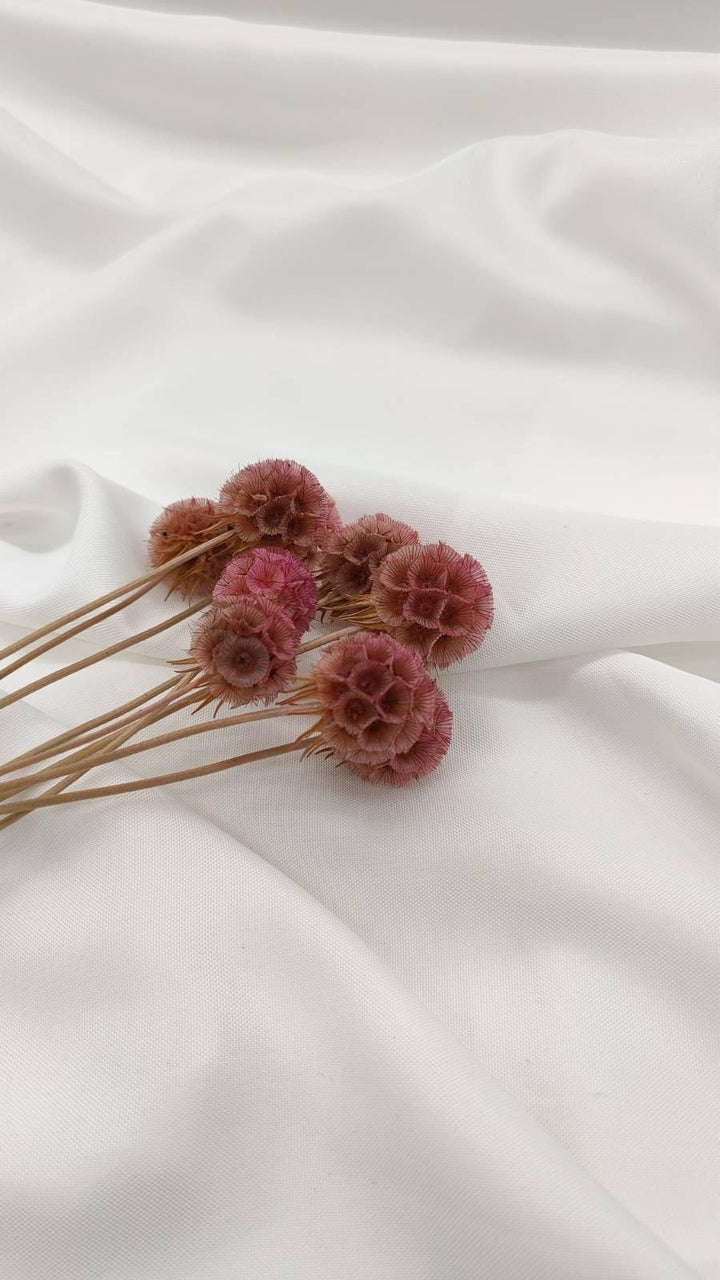 Scabiosa Blüten | Altrosa (1 Stiel) - www.Flower-Passion.com