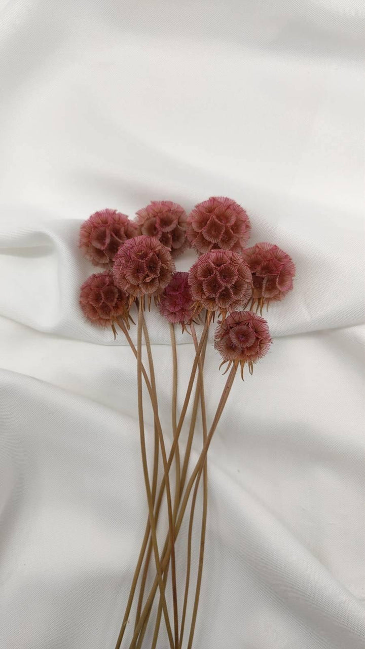 Scabiosa Blüten | Altrosa (1 Stiel) - www.Flower-Passion.com