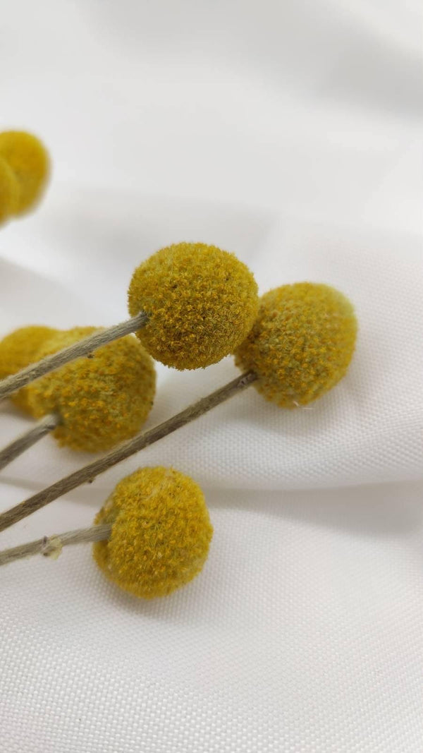 Craspedia | Senfgelb (1 Stiel) - www.Flower-Passion.com