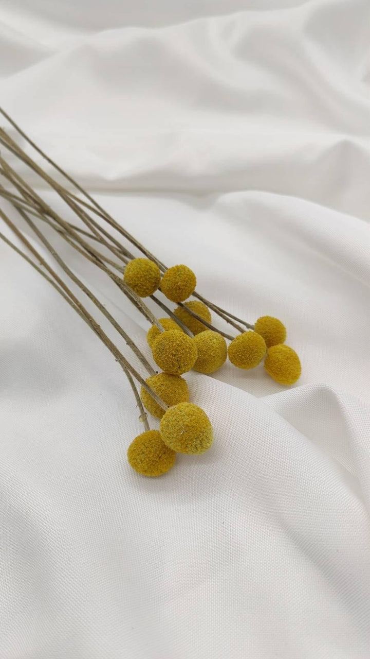 Craspedia | Senfgelb (1 Stiel) - www.Flower-Passion.com