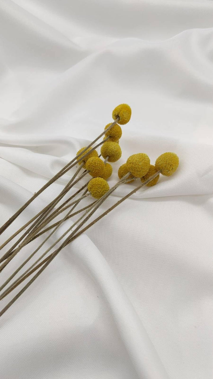 Craspedia | Senfgelb (1 Stiel) - www.Flower-Passion.com