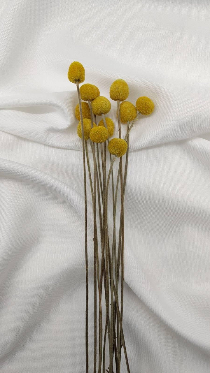 Craspedia | Senfgelb (1 Stiel) - www.Flower-Passion.com