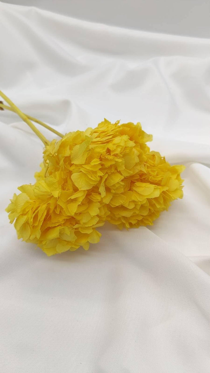 Hortensie Trockenblumen | gelb (1 Bund) - www.Flower-Passion.com