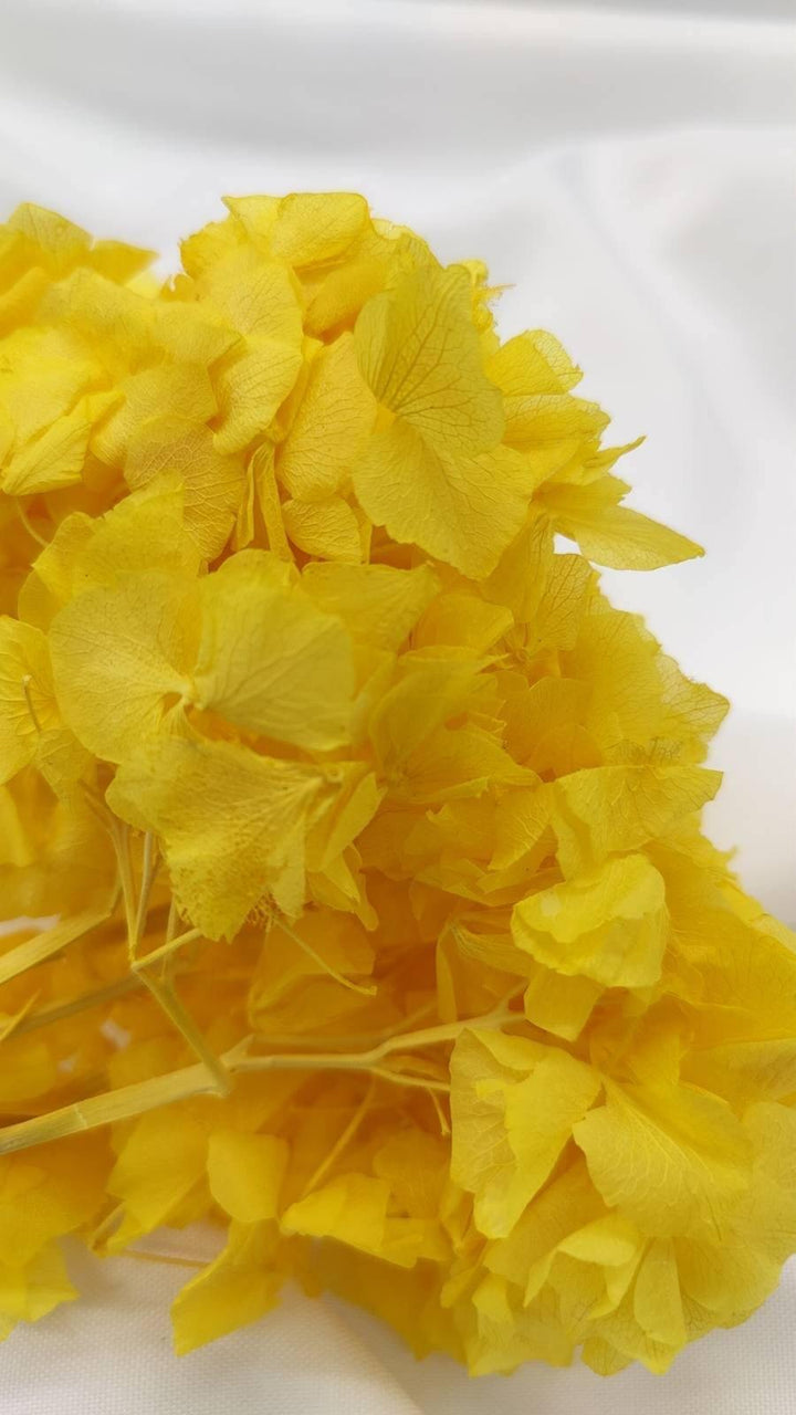 Hortensie Trockenblumen | gelb (1 Bund) - www.Flower-Passion.com
