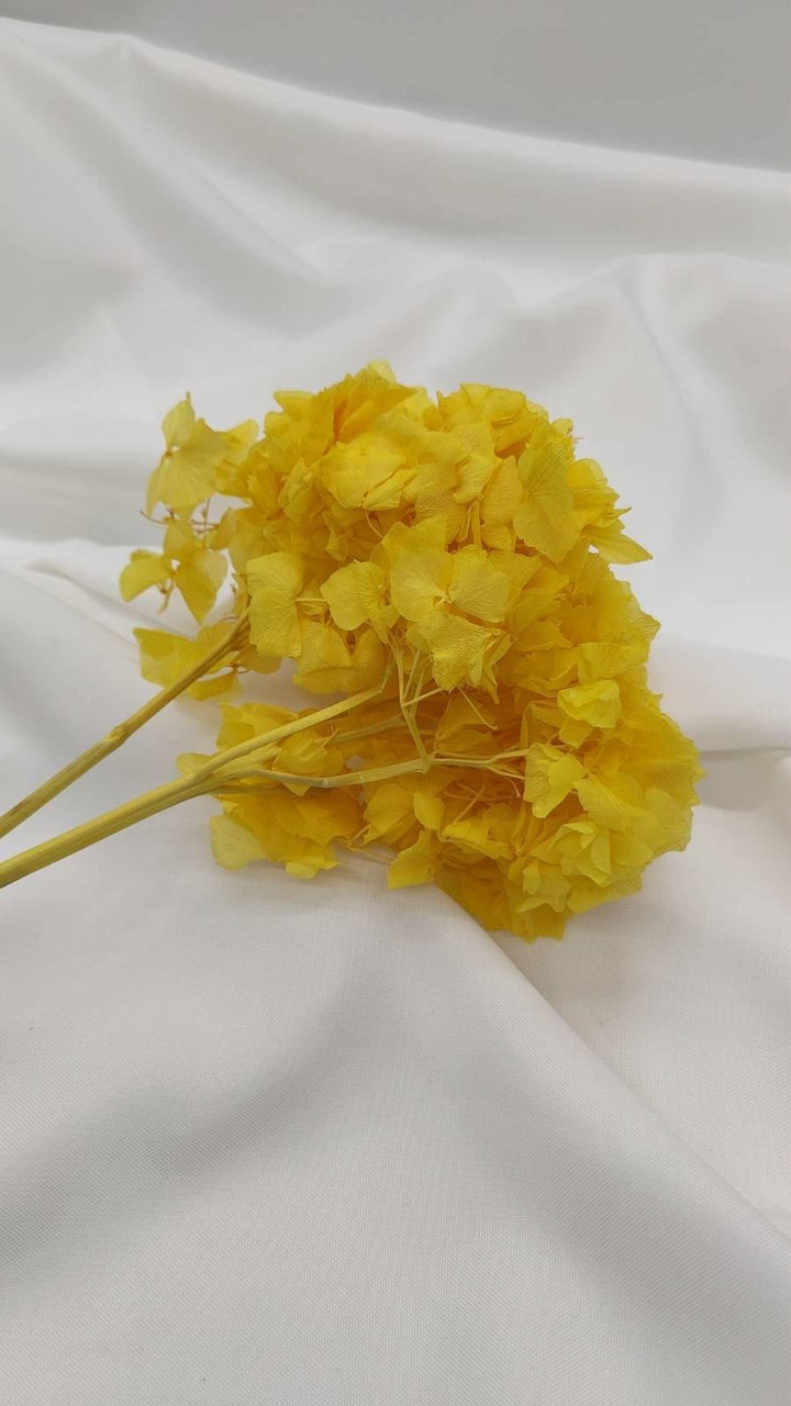 Hortensie Trockenblumen | gelb (1 Bund) - www.Flower-Passion.com