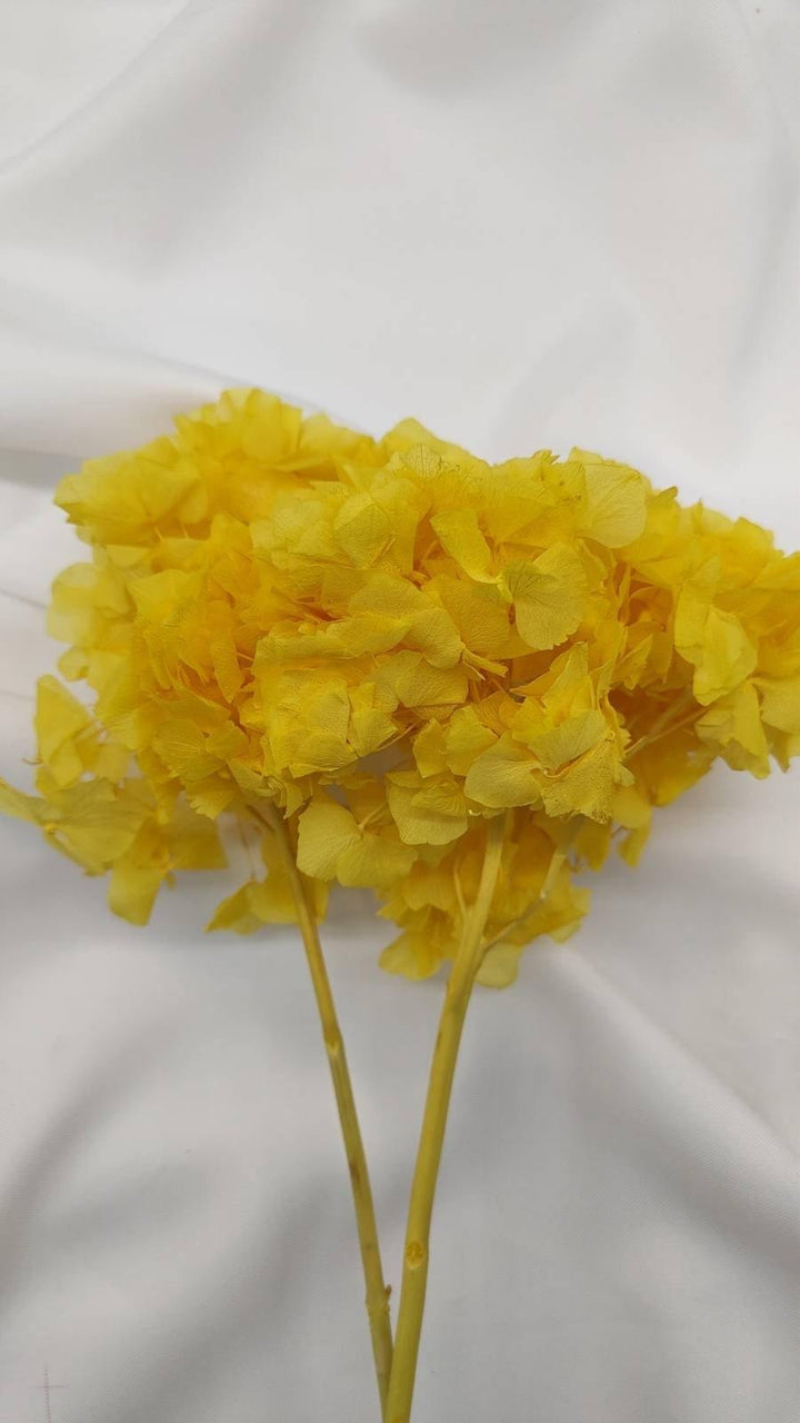 Hortensie Trockenblumen | gelb (1 Bund) - www.Flower-Passion.com