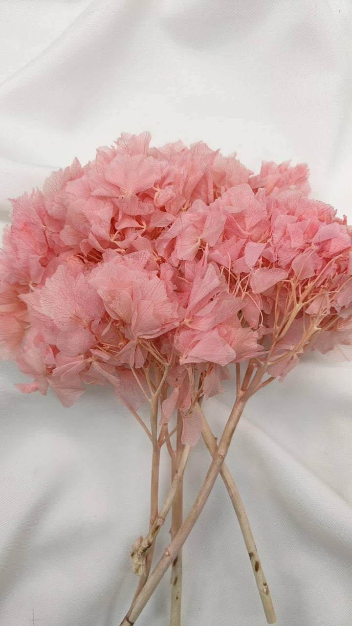 Hortensie Trockenblumen | pink (1 Bund) - www.Flower-Passion.com