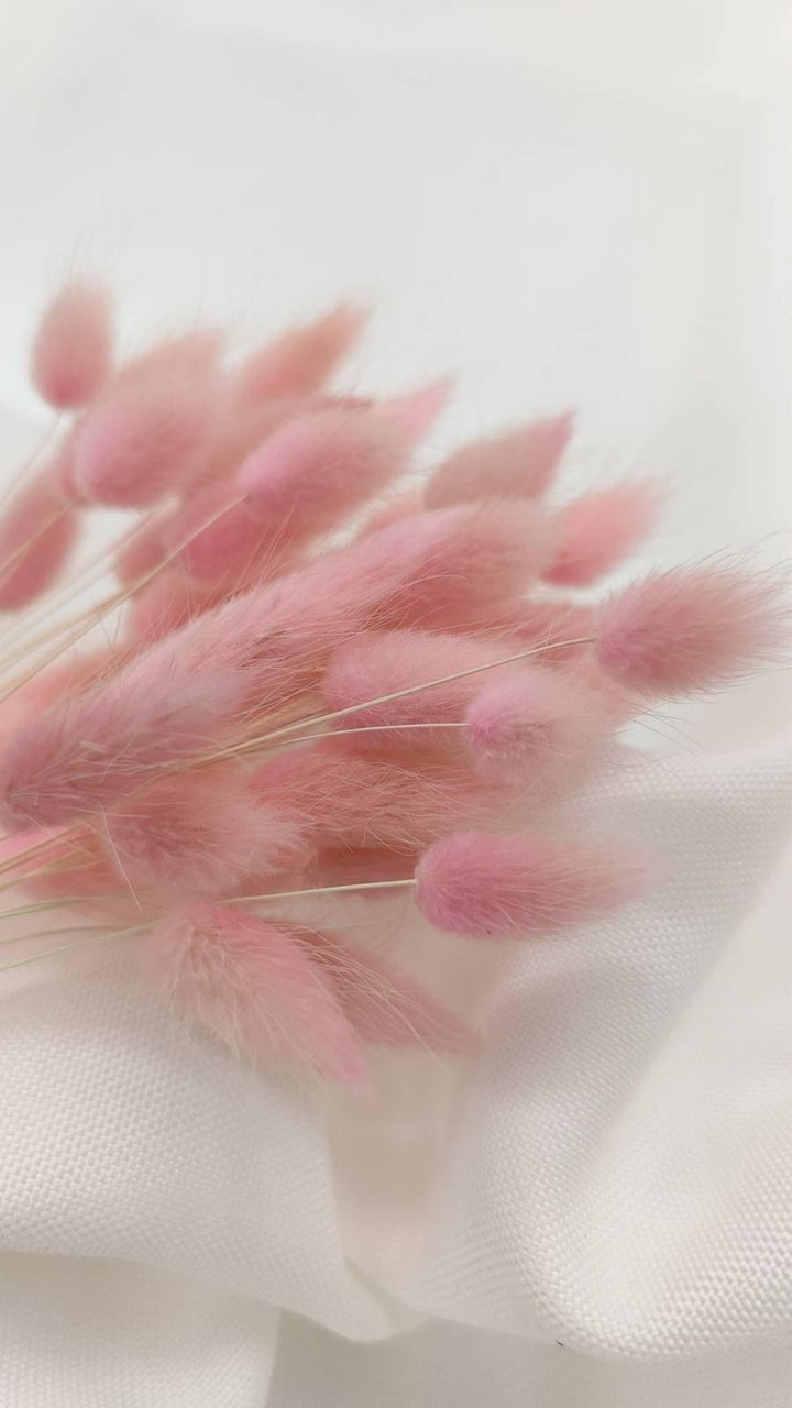 Baby Lagurus Trockenblumen | hell pink (1 Bund) - www.Flower-Passion.com