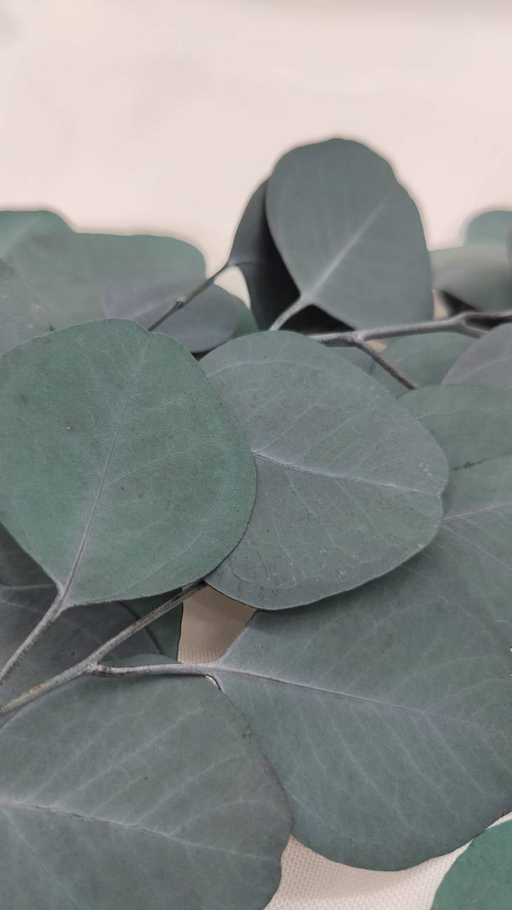 Eukalyptus Populus | Grün (1 Bund) - www.Flower-Passion.com