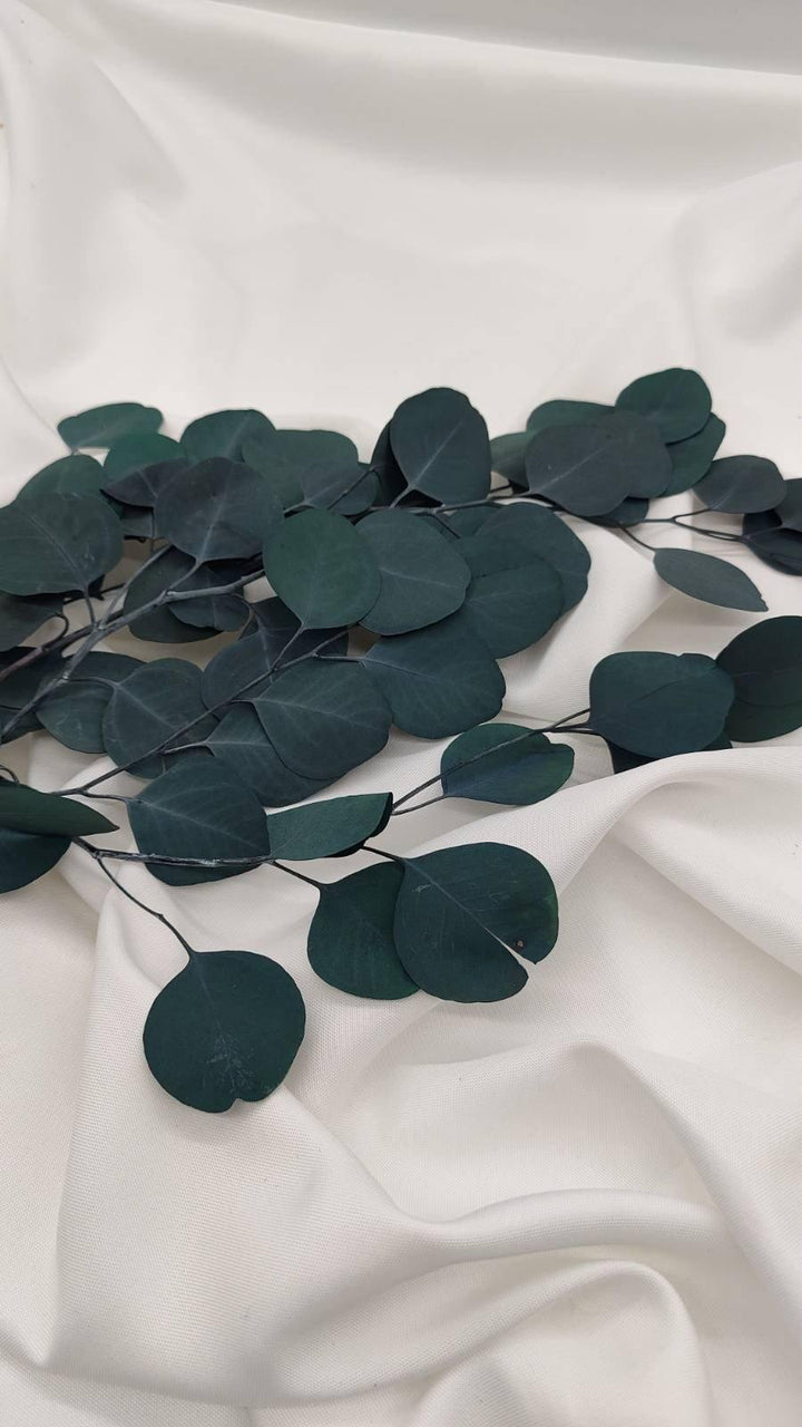 Eukalyptus Populus | Grün (1 Bund) - www.Flower-Passion.com