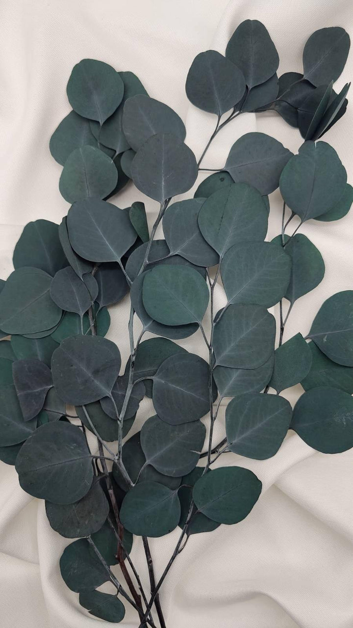 Eukalyptus Populus | Grün (1 Bund) - www.Flower-Passion.com