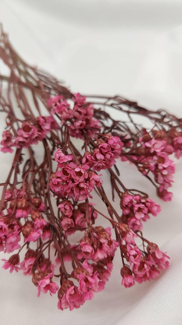 Ixodia Blümchen | Pink (1 Bund) - www.Flower-Passion.com