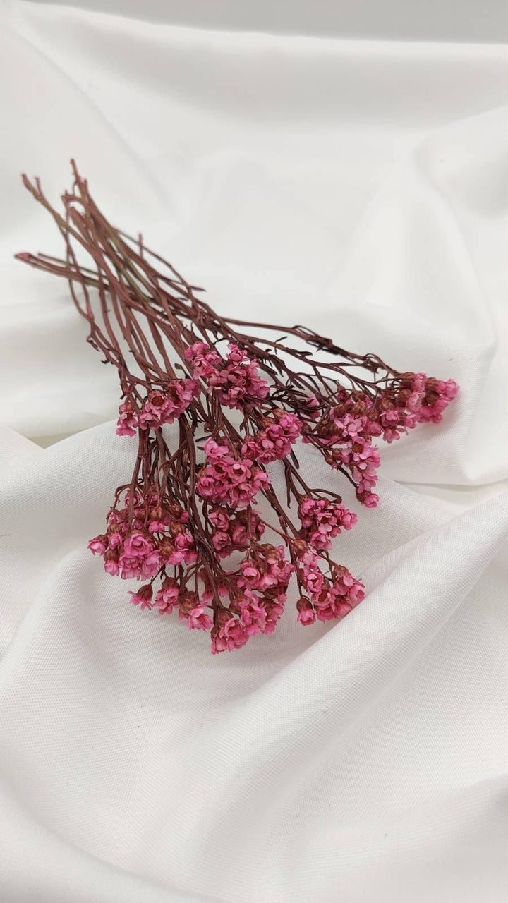 Ixodia Blümchen | Pink (1 Bund) - www.Flower-Passion.com