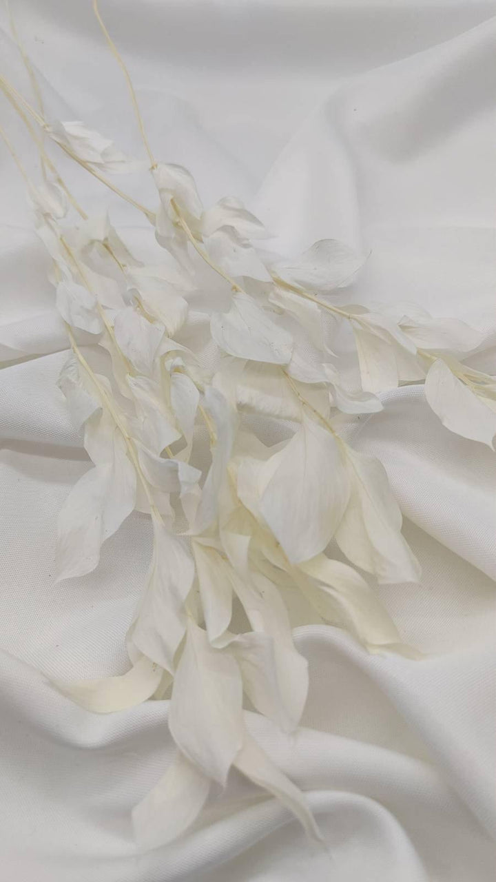 Ruscus Deluxe Trockenblumen | Weiß - Gebleicht (1 Stiel) - www.Flower-Passion.com