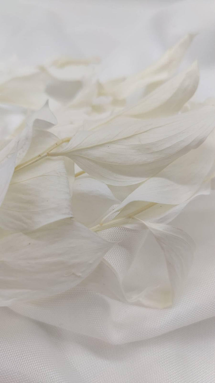 Ruscus Deluxe Trockenblumen | Weiß - Gebleicht (1 Stiel) - www.Flower-Passion.com