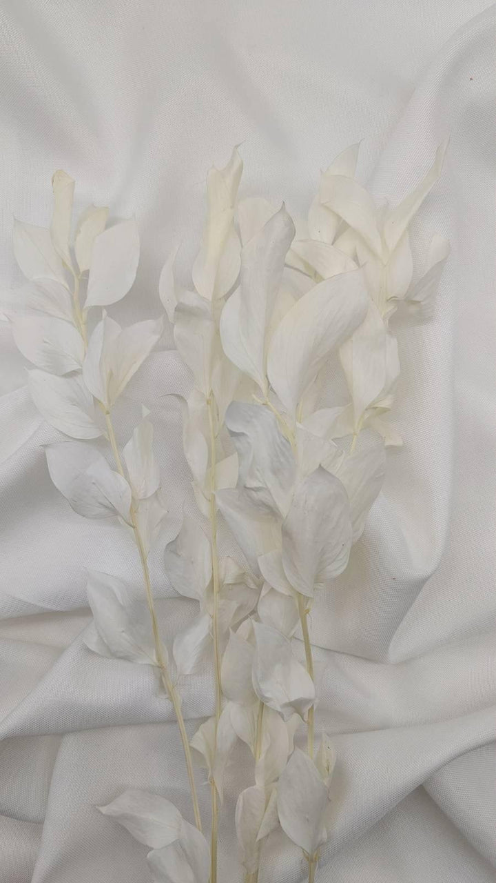 Ruscus Deluxe Trockenblumen | Weiß - Gebleicht (1 Stiel) - www.Flower-Passion.com