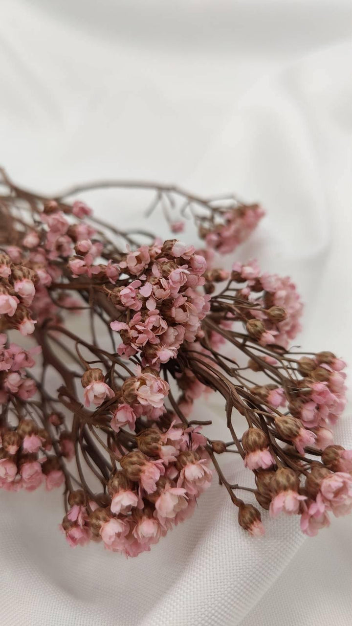 Ixodia Blümchen | Rosa (1 Bund) - www.Flower-Passion.com