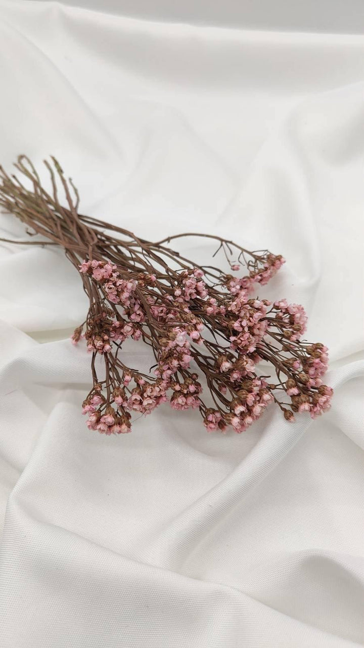 Ixodia Blümchen | Rosa (1 Bund) - www.Flower-Passion.com