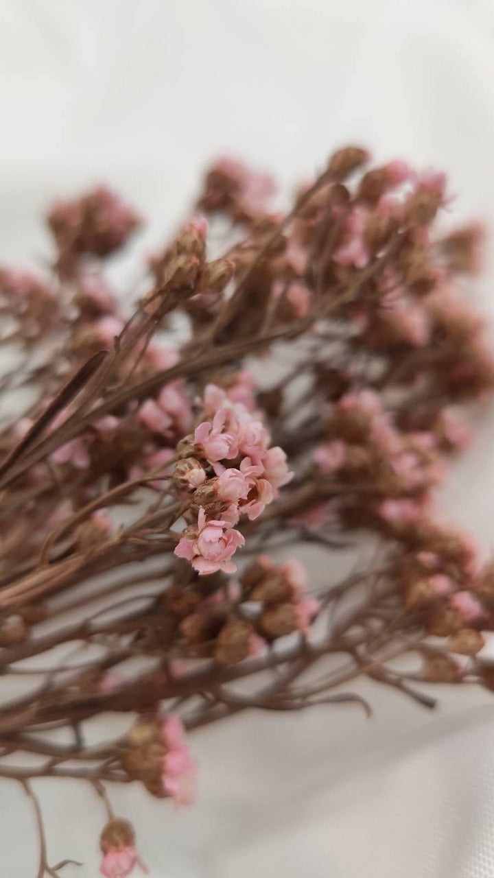 Ixodia Blümchen | Rosa (1 Bund) - www.Flower-Passion.com