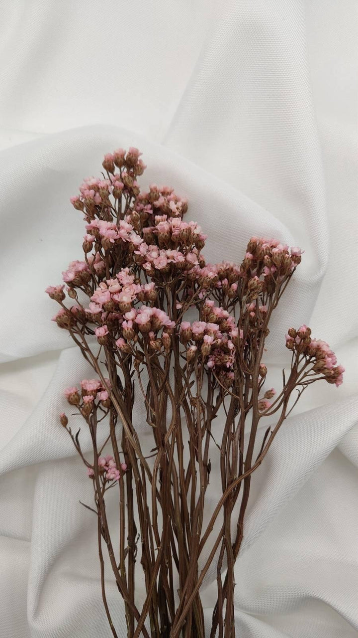 Ixodia Blümchen | Rosa (1 Bund) - www.Flower-Passion.com